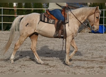 American Quarter Horse, Wallach, 6 Jahre, 156 cm, Palomino