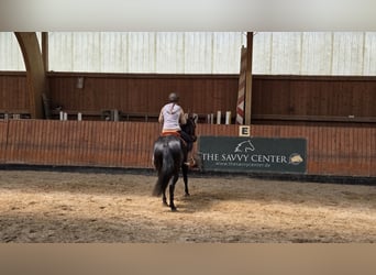 American Quarter Horse, Wallach, 6 Jahre, 156 cm, Rappe