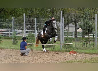 American Quarter Horse, Wallach, 6 Jahre, 157 cm, Apfelschimmel