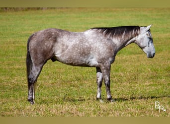 American Quarter Horse, Wallach, 6 Jahre, 157 cm, Apfelschimmel