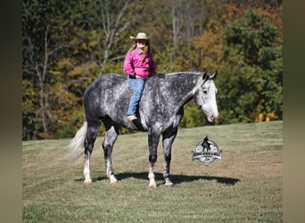 American Quarter Horse, Wallach, 6 Jahre, 157 cm, Apfelschimmel