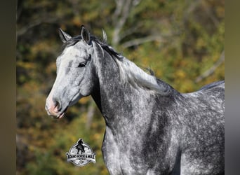 American Quarter Horse, Wallach, 6 Jahre, 157 cm, Apfelschimmel
