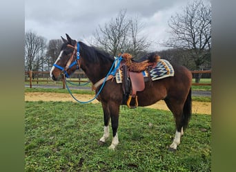 American Quarter Horse Mix, Wallach, 6 Jahre, 157 cm, Brauner