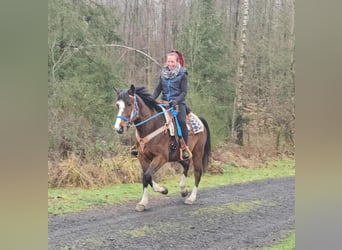 American Quarter Horse Mix, Wallach, 6 Jahre, 157 cm, Brauner