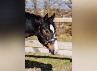 American Quarter Horse, Wallach, 6 Jahre, 157 cm, Brauner