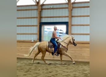 American Quarter Horse, Wallach, 6 Jahre, 157 cm, Palomino