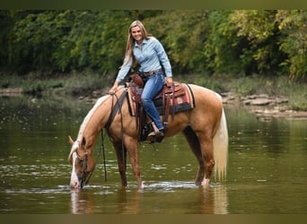American Quarter Horse, Wallach, 6 Jahre, 157 cm, Palomino