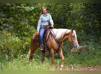American Quarter Horse, Wallach, 6 Jahre, 157 cm, Palomino