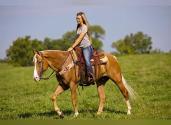 American Quarter Horse, Wallach, 6 Jahre, 157 cm, Palomino