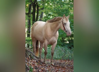 American Quarter Horse, Wallach, 6 Jahre, 157 cm, Perlino