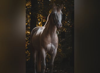 American Quarter Horse, Wallach, 6 Jahre, 157 cm, Perlino