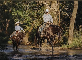 American Quarter Horse, Wallach, 6 Jahre, 157 cm, Rappe