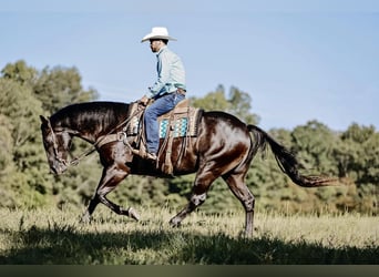 American Quarter Horse, Wallach, 6 Jahre, 157 cm, Rappe