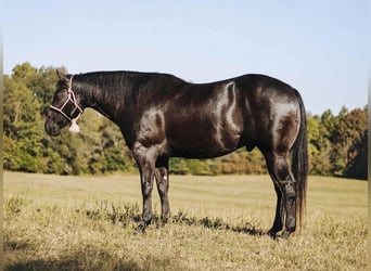 American Quarter Horse, Wallach, 6 Jahre, 157 cm, Rappe