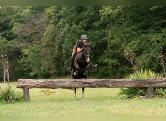 American Quarter Horse, Wallach, 6 Jahre, 157 cm, Rappe