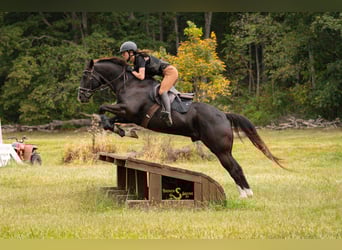 American Quarter Horse, Wallach, 6 Jahre, 157 cm, Rappe