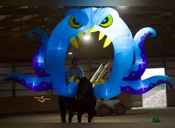 American Quarter Horse, Wallach, 6 Jahre, 157 cm, Rappe