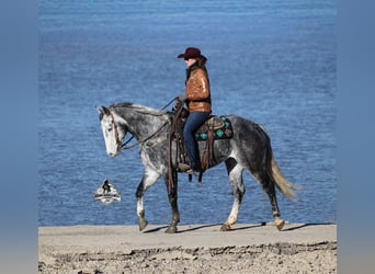 American Quarter Horse, Wallach, 6 Jahre, 157 cm, Rappschimmel