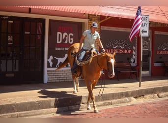 American Quarter Horse, Wallach, 6 Jahre, 157 cm, Red Dun