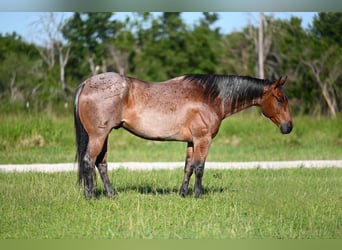 American Quarter Horse, Wallach, 6 Jahre, 157 cm, Roan-Bay