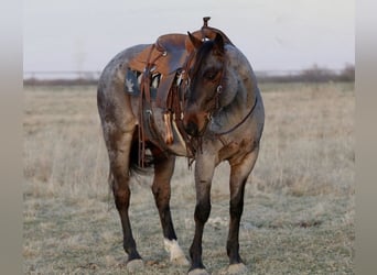 American Quarter Horse, Wallach, 6 Jahre, 157 cm, Roan-Bay