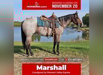 American Quarter Horse, Wallach, 6 Jahre, 157 cm, Roan-Bay