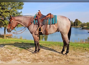 American Quarter Horse, Wallach, 6 Jahre, 157 cm, Roan-Bay