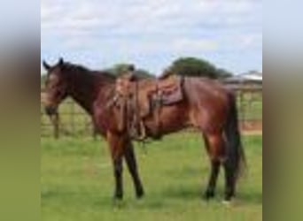 American Quarter Horse, Wallach, 6 Jahre, 157 cm, Roan-Bay