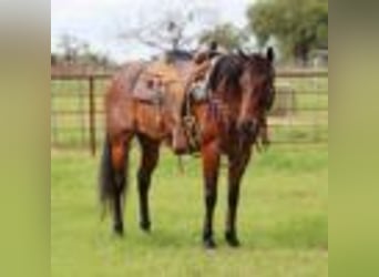 American Quarter Horse, Wallach, 6 Jahre, 157 cm, Roan-Bay