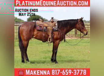 American Quarter Horse, Wallach, 6 Jahre, 157 cm, Roan-Bay
