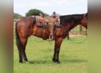 American Quarter Horse, Wallach, 6 Jahre, 157 cm, Roan-Bay