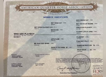 American Quarter Horse, Wallach, 6 Jahre, 157 cm, Roan-Bay