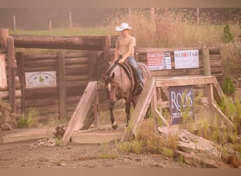American Quarter Horse, Wallach, 6 Jahre, 157 cm, Roan-Bay