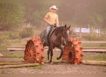 American Quarter Horse, Wallach, 6 Jahre, 157 cm, Roan-Bay