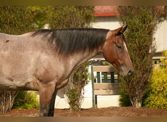 American Quarter Horse, Wallach, 6 Jahre, 157 cm, Roan-Bay