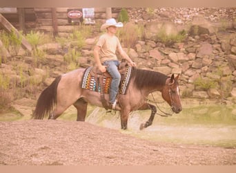 American Quarter Horse, Wallach, 6 Jahre, 157 cm, Roan-Bay