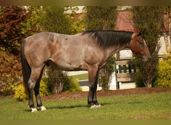 American Quarter Horse, Wallach, 6 Jahre, 157 cm, Roan-Bay