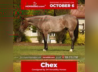 American Quarter Horse, Wallach, 6 Jahre, 157 cm, Roan-Bay