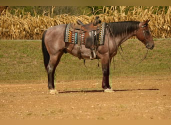 American Quarter Horse, Wallach, 6 Jahre, 157 cm, Roan-Bay