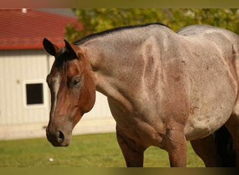American Quarter Horse, Wallach, 6 Jahre, 157 cm, Roan-Bay