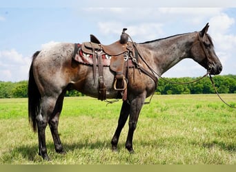 American Quarter Horse, Wallach, 6 Jahre, 157 cm, Roan-Blue
