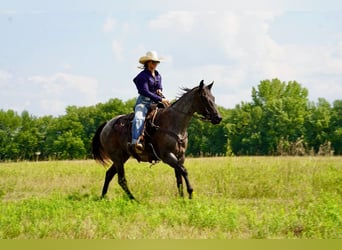 American Quarter Horse, Wallach, 6 Jahre, 157 cm, Roan-Blue