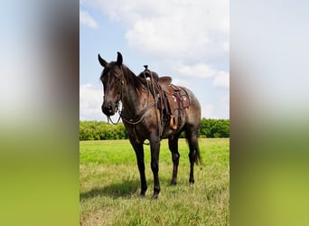 American Quarter Horse, Wallach, 6 Jahre, 157 cm, Roan-Blue