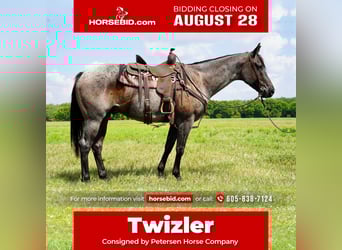 American Quarter Horse, Wallach, 6 Jahre, 157 cm, Roan-Blue