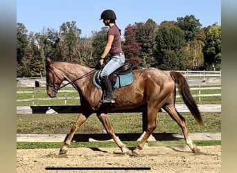 American Quarter Horse, Wallach, 6 Jahre, 157 cm, Roan-Red