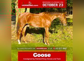 American Quarter Horse, Wallach, 6 Jahre, 157 cm, Roan-Red