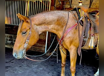 American Quarter Horse, Wallach, 6 Jahre, 157 cm, Roan-Red