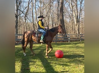 American Quarter Horse, Wallach, 6 Jahre, 157 cm, Roan-Red