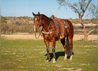American Quarter Horse, Wallach, 6 Jahre, 157 cm, Rotbrauner