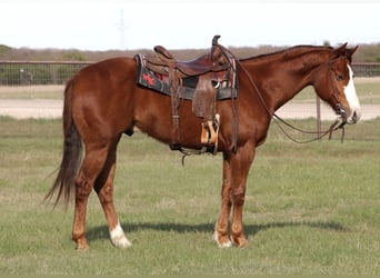 American Quarter Horse, Wallach, 6 Jahre, 157 cm, Rotfuchs